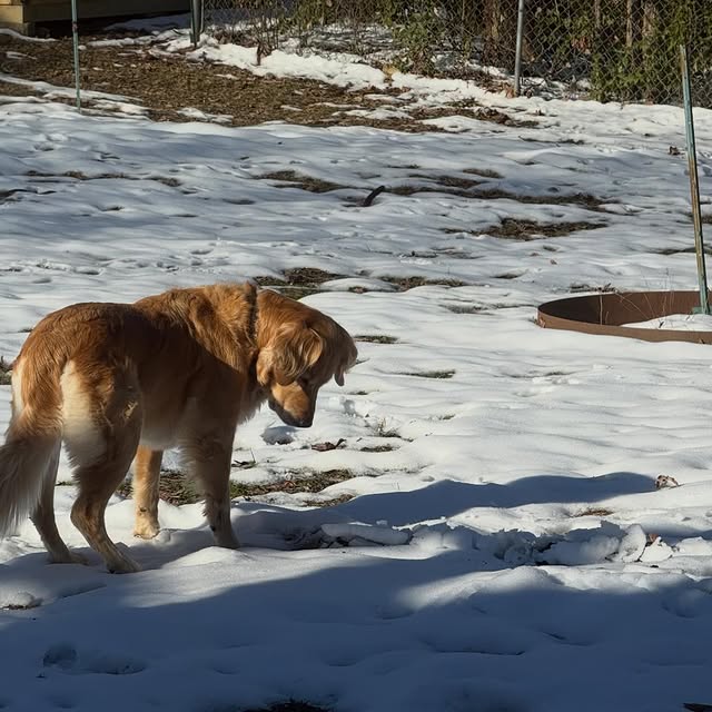 HoneyPie seems to be hunting something under the snow.